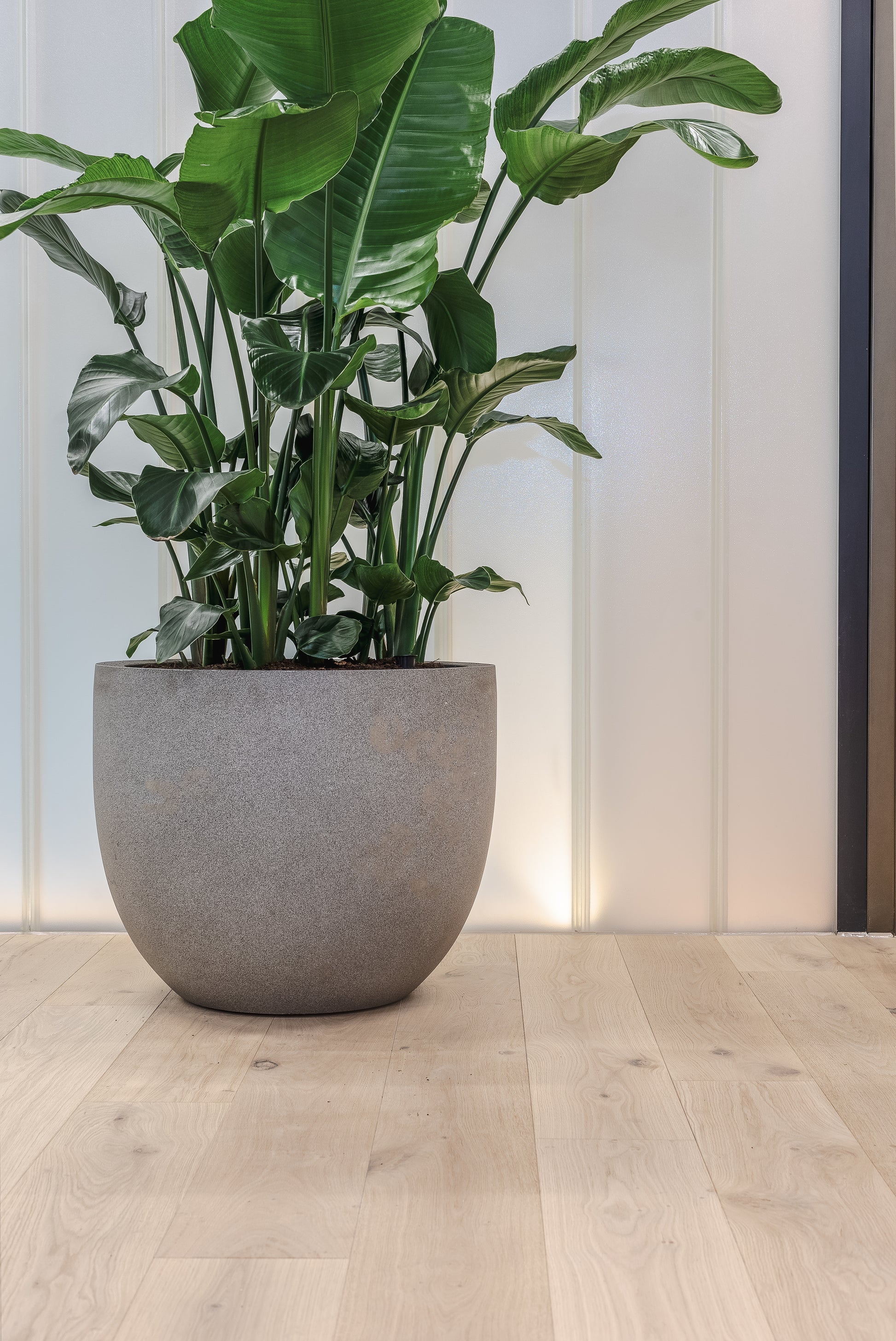 V4 DC204 Shore Drift Oak Engineered Wood Flooring